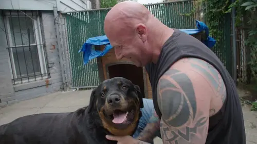 Animal Angels Drone contre chien