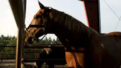 Animal Angels Sauvetage dans le bayou