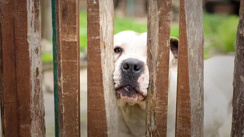 Animal Cops Trafic d'êtres humains
