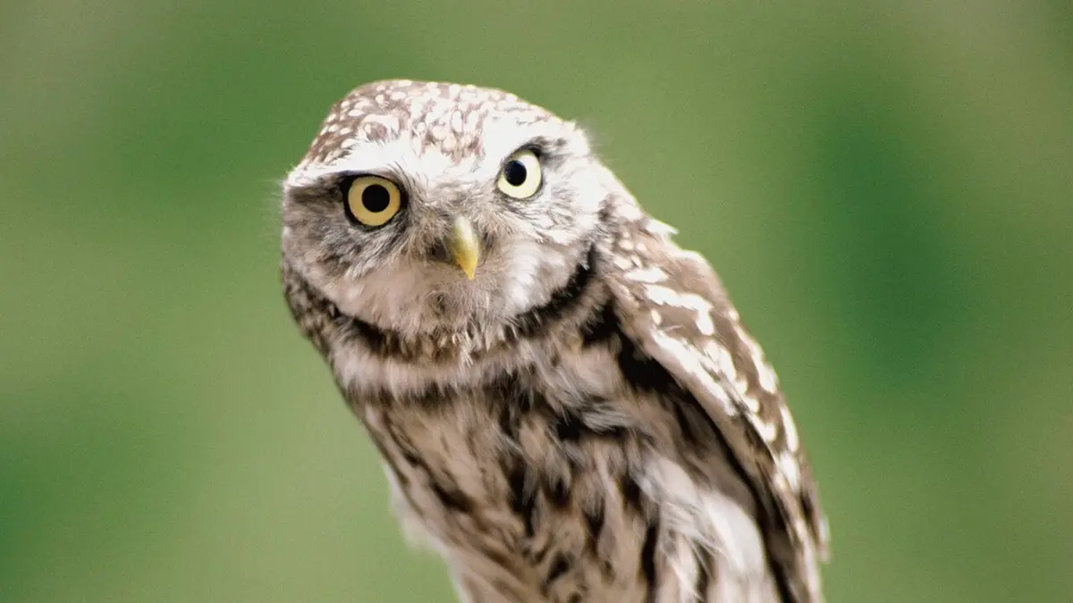 Animal Cops La main dans le sac