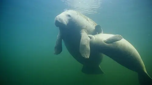 Animal Cops Sauvetage de lamantin