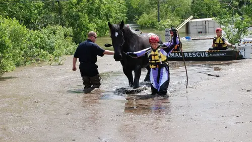 Animal Cops Inondations
