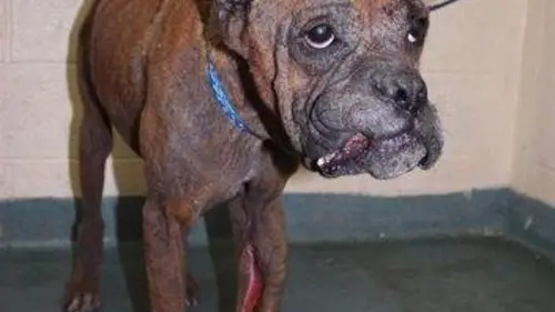 Casting Animal Cops S19E01 Becs et ongles