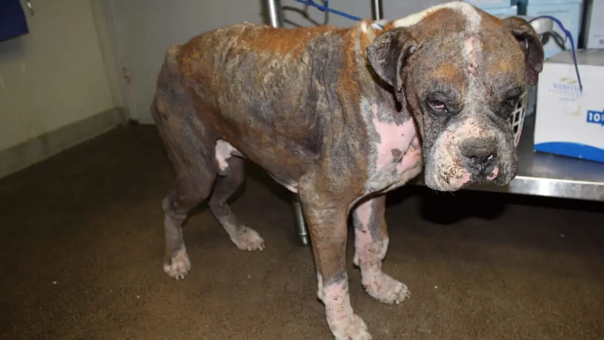 Animal Cops Un chat sans la gorge