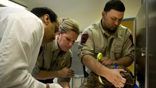 Animal Cops Chiens enchaînés en streaming