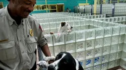 Animal Cops Sauvé juste à temps