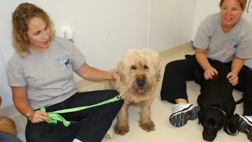 Animal Cops Les dessous des usines à chiots