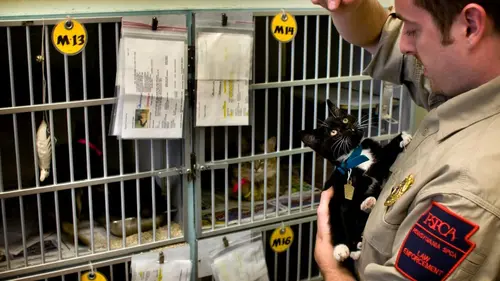 Animal Cops Tueur de chats en streaming