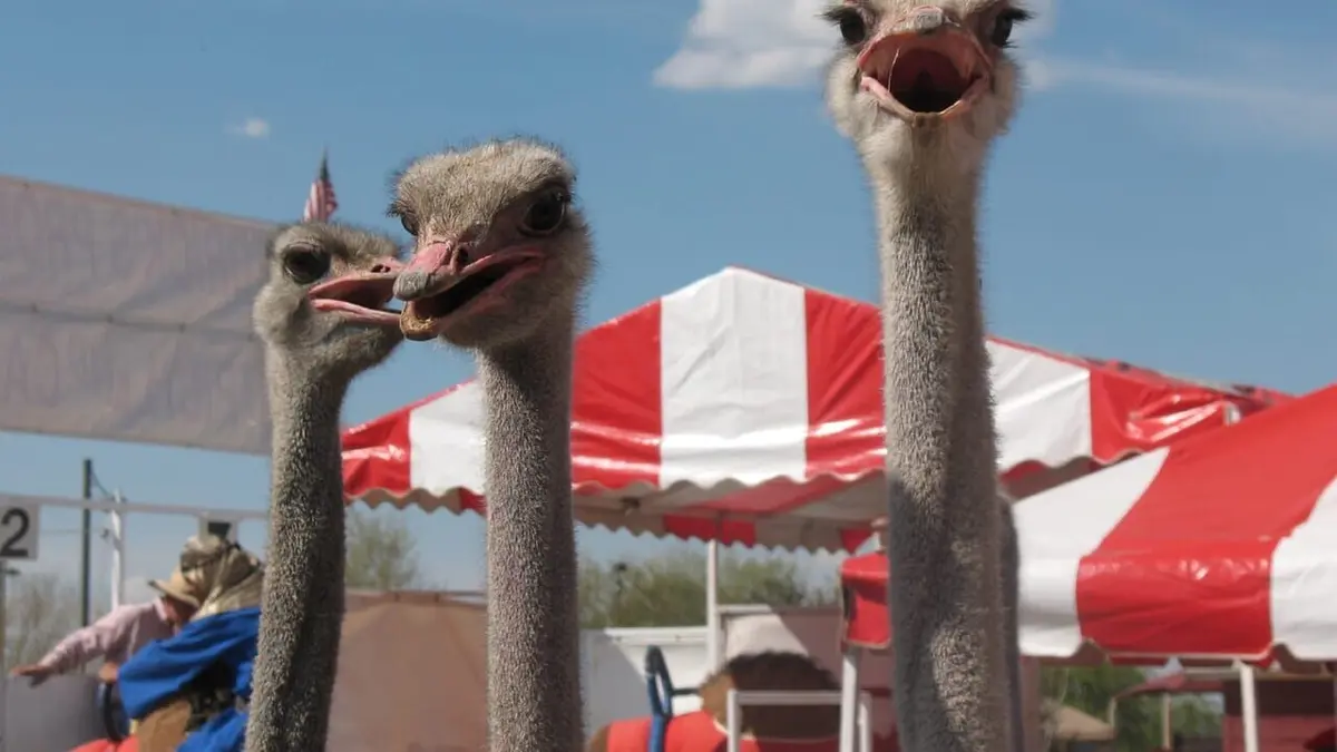 Animal Cops Régime mortel