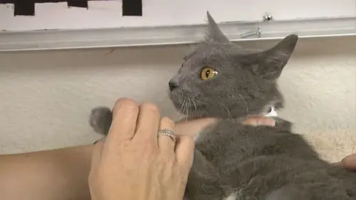 Animal Cops Une voix pour les victimes