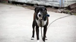 Animal Cops Héros abandonné