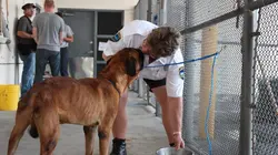 Animal Cops