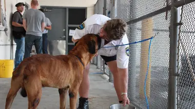 Animal Cops Héros abandonné