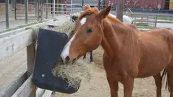 Animal Cops Houston