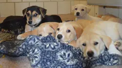 Visuel de Animal Cops Houston