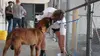 Animal Cops Houston