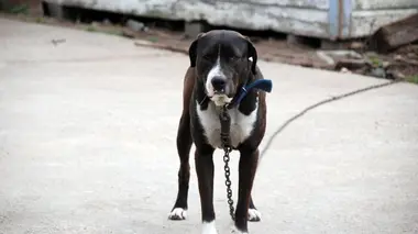 Animal Cops Houston Justice rendue