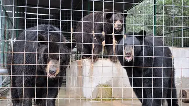 Sauvetage d'ours