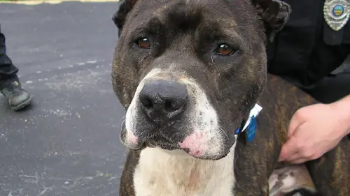 Animal Cops Miami Un enquête très difficile