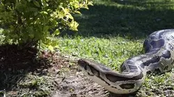 Visuel de Animal Cops Miami