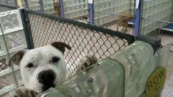Sur RMC Story à 22h55 : Animal cops Philadelphia
