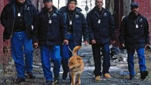 Animal Cops : Phoenix S15E07 Combat de coqs