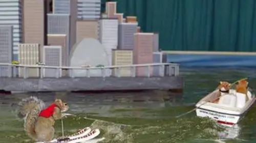 Animal Cops : Phoenix S15E09 Virus mortel