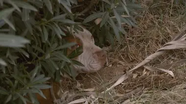 Les liens de l'horreur