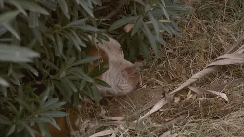 Casting Animal Cops Phoenix Les liens de l'horreur