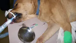 Animal Cops Phoenix  Le mystère de la patte disparue