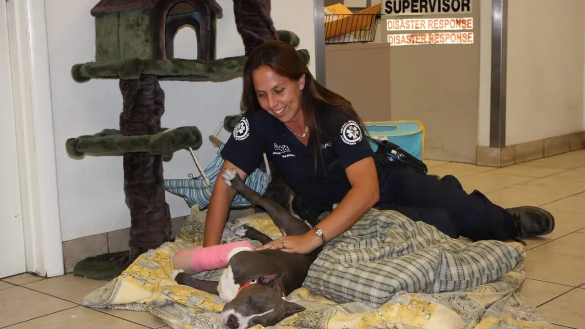 Animal Cops Phoenix Né dans une allée