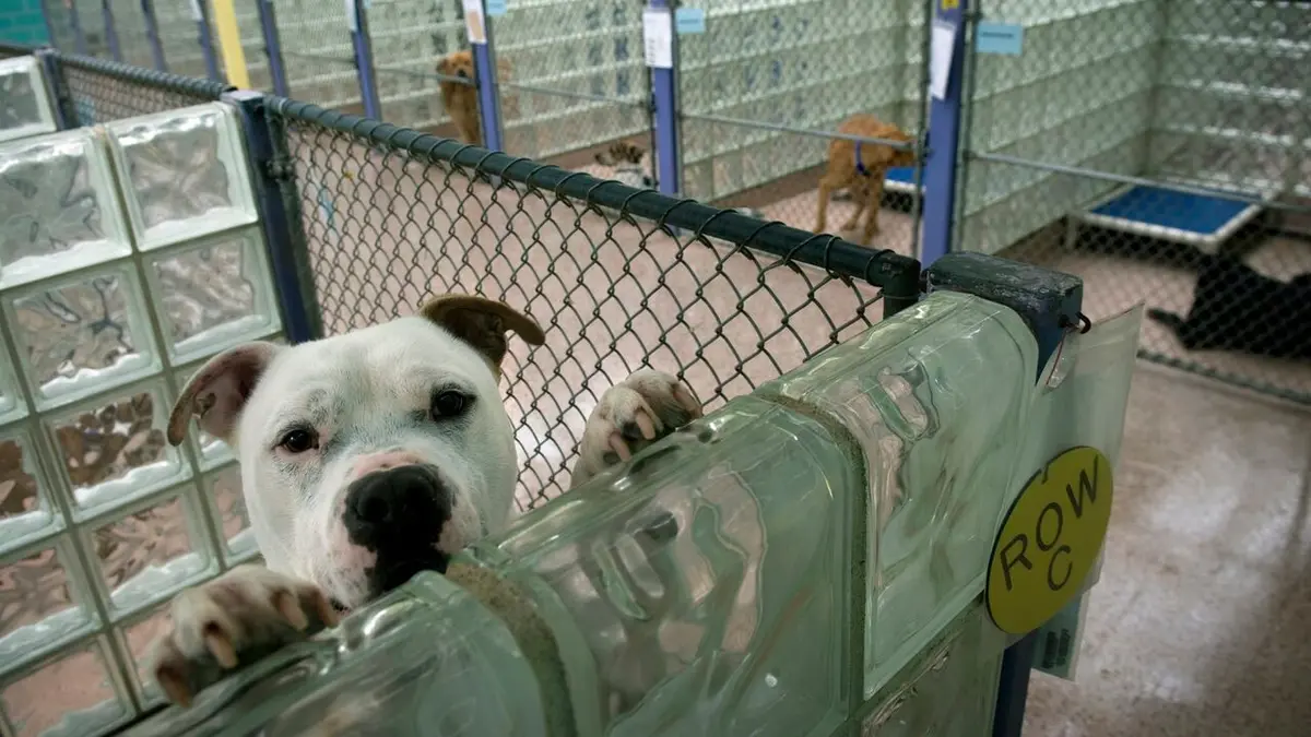 Visuel de Animal Cops Régime mortel