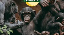 Animal Embassy S01E06 Bébé orque