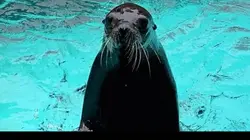 Animal Embassy S01E06 Bébé orque