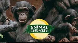 Animal Embassy S01E06 Bébé orque