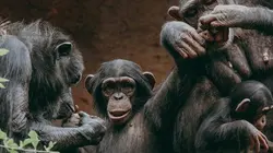 Animal Embassy S01E06 Bébé orque