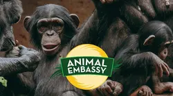 Animal Embassy S01E07 Une journée avec Jorge