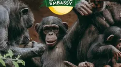 Animal Embassy S01E06 Bébé orque