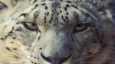 Poissons-clowns et tigre blanc