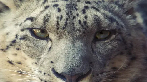 Animal Embassy S01E07 Une journée avec Jorge