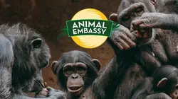 Animal Embassy