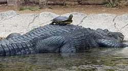 Animal Embassy S01E10 Une journée avec Ester