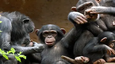 Tamarins empereurs, dauphins et chimpanzés