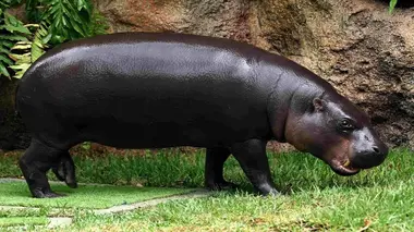 Animal Embassy S01E01 Annabel le manchot et Adela et Malela les hippopotames nains