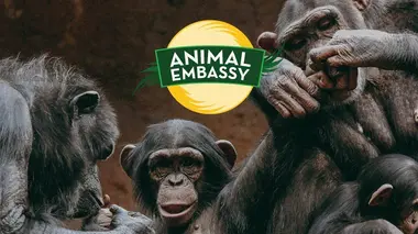 Animal Embassy S01E05 Panda roux, saki et ara canindé