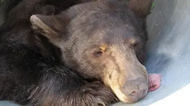 Trio d'ours incontrôlables