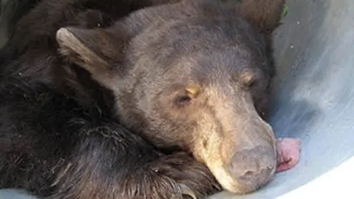 Animal Extractors S01E02 L'ours inquisiteur