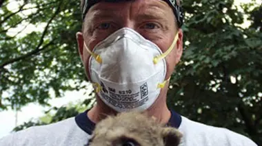 Chauve-souris d'intérieur