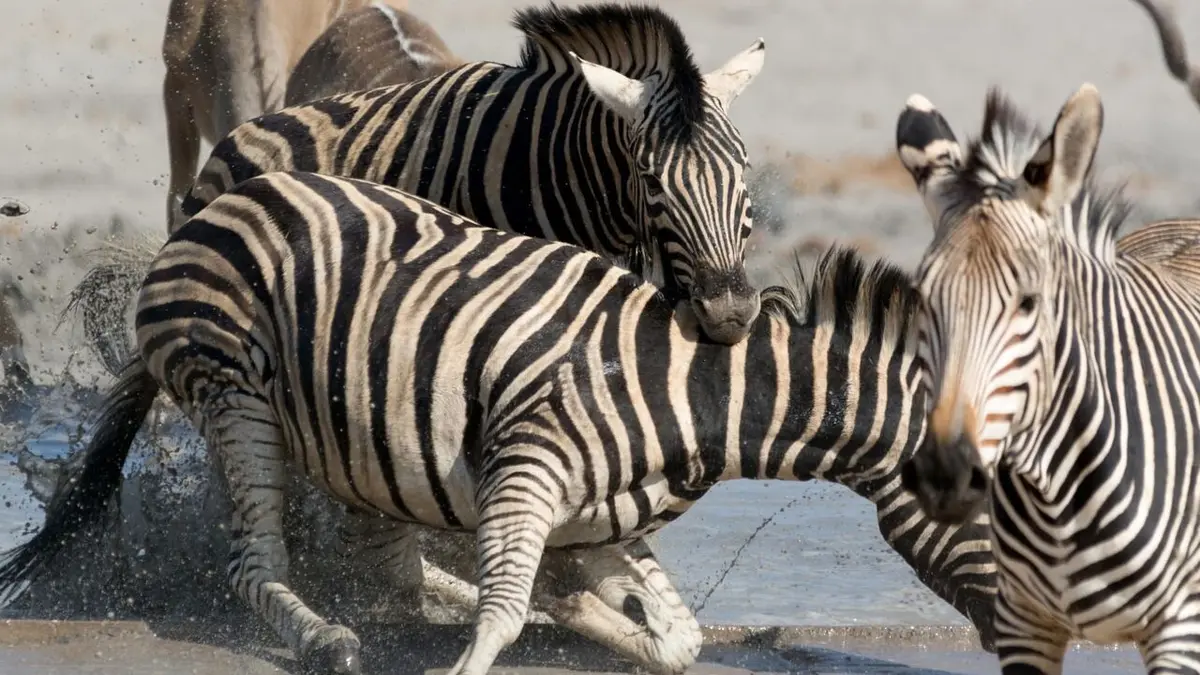 Animal Fight Club Conflit familial