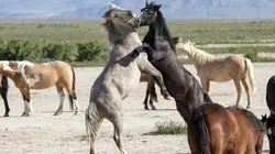 Animal Fight Club Puissance de feu